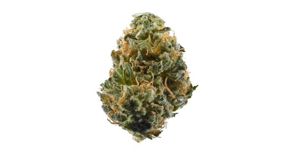 3.5G BOMBSHELLZ 26.03% THC FLOWER FLORA VEGA