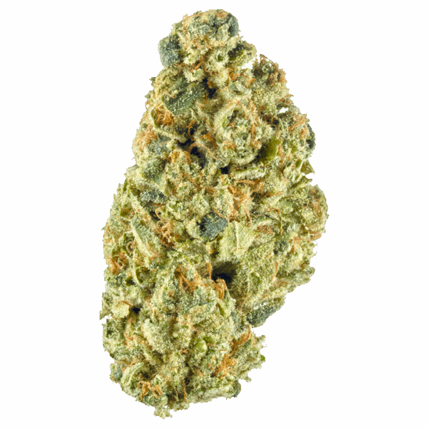 3.5G HEADBAND 26.05% THC SATIVA HYBRID FLOWER FLORA VEGA