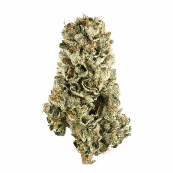 3.5G MODIFIED BANANA 28.40% THC HYBRID FLOWER SESSION